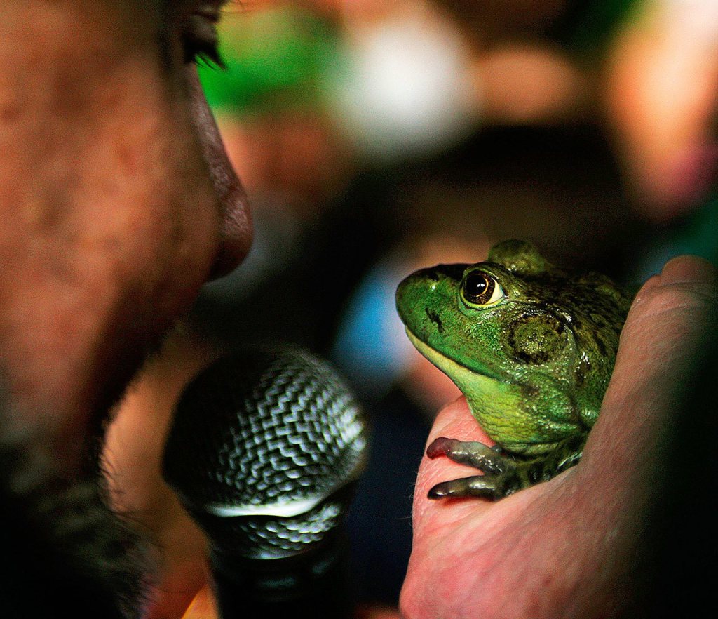 &ldquo;Snohomish Slew&rdquo; whispers his frognostication for the coming spring to Wally Walsh, frog seer and sage, Saturday, January 31, 2009 at Ferguson Park in Snohomish. (Mark Mulligan / The Herald)