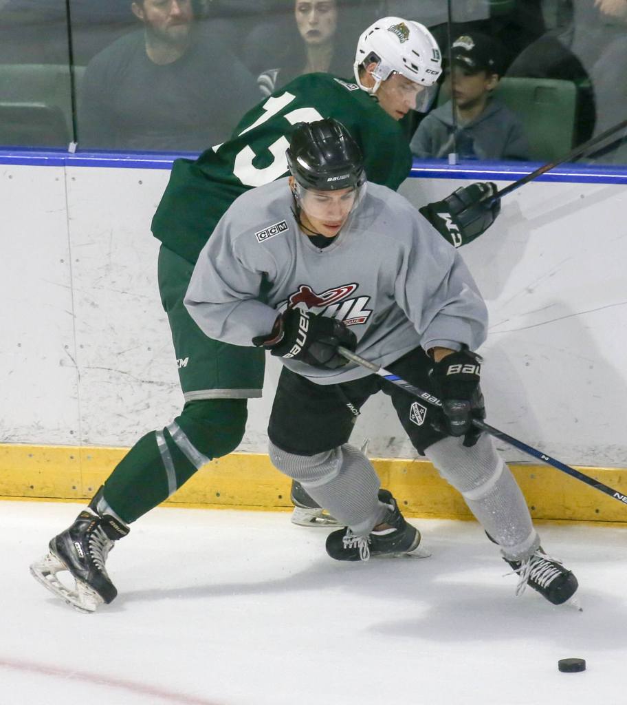 Kevin Clark / The Herald                                Zeke Estrada of Team Grey controls the puck with Mario Mucka defending during the Silvertips&rsquo; annual Green vs. Grey intrasquad game Sunday at Xfinity Arena in Everett.
