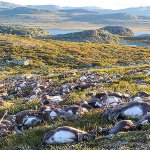 Lightning strike kills more than 300 reindeer in Norway