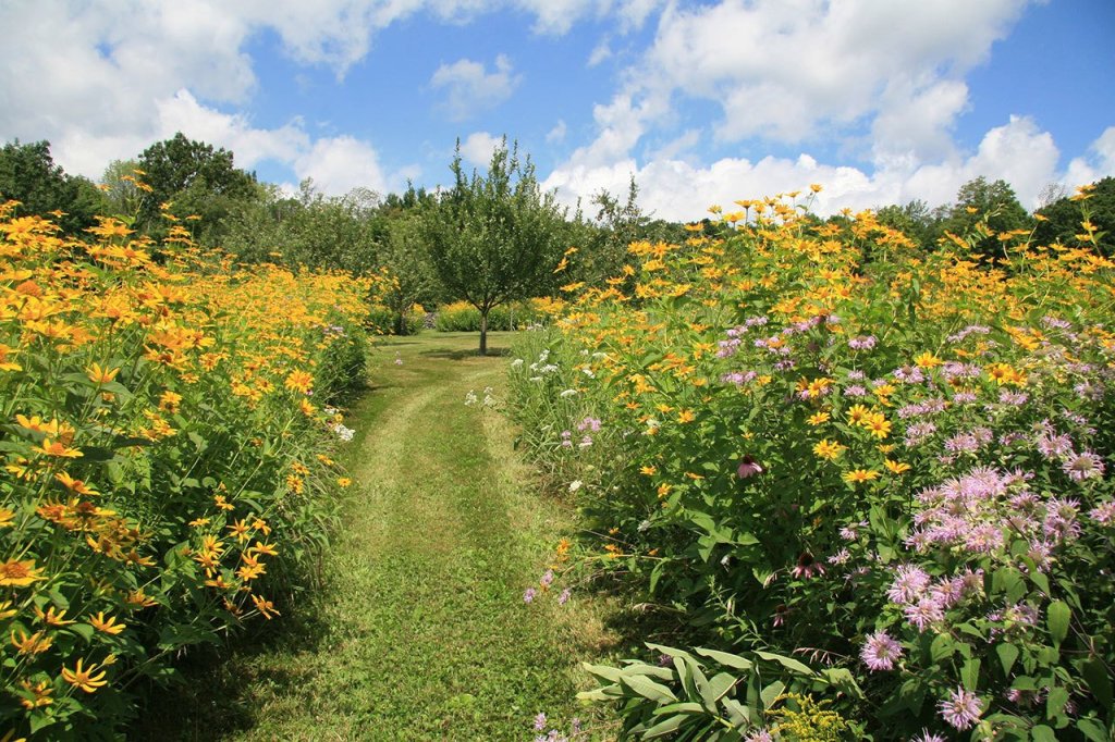 Once desired perennials mature through a regimen of weed mowing, mown paths will frame the meadow and its views. (Photo by Larry Weaner, Timber Press)