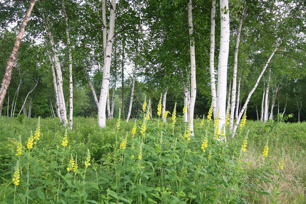 Growing a meadow isn’t a lark — it’s hard work