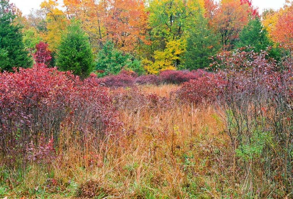 One of the assets of a naturalistic garden is its seasonal changes. By leaving some but not all wildling shrubs in place, a natural layering effect comes to the fore as leaves turn. (Photo by Karen Bussolini, Timber Press)