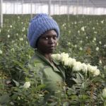 Phanice Cherop works at the AAA Growers&rsquo; farm in Nyahururu, Kenya, this month.