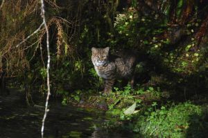 A bobcat stands at Taft Creek in Olympic National Park during the coho salmon run.