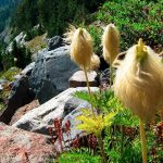Western anemone, commonly called mouse on stick, grows along the Wonderland Trail. If you&rsquo;d like to hike the Wonderland, you&rsquo;ll want to reserve a permit in advance.
