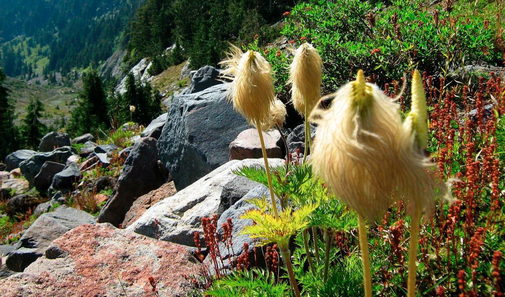 Western anemone, commonly called mouse on stick, grows along the Wonderland Trail. If you&rsquo;d like to hike the Wonderland, you&rsquo;ll want to reserve a permit in advance.