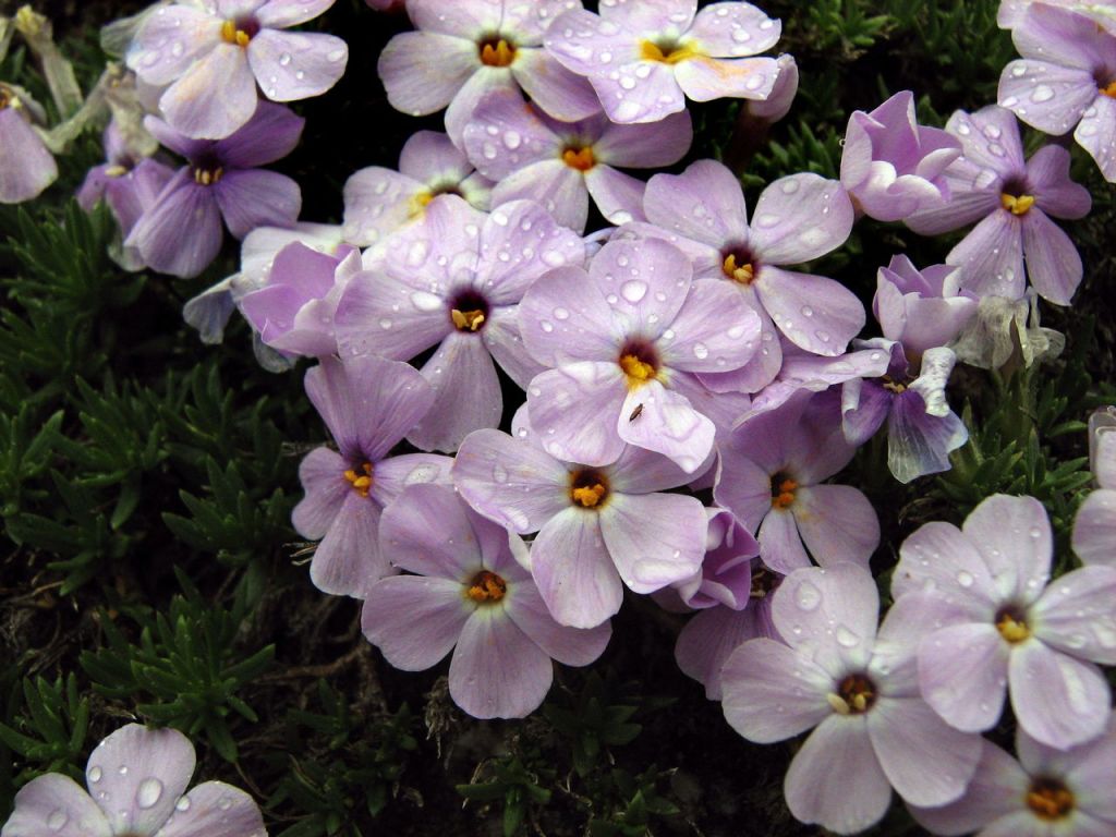 Phlox grows on the trail to Lake Viviane in the Alpine Lake Wilderness. The area is very popular and permits are hard to get.