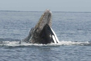 A transient or Bigg&rsquo;s killer whale attacks a migratory gray whale off the Pacific Coast. A similar scene unfolded before boat crews in Puget Sound near Everett recently.