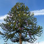 In the back yard, Jacquelyn Dreyer cleverly hung 52 hula hoops on the branches of her monkey tree using a long pole with a hook. &ldquo;It&rsquo;s like the shoe tree in Snohomish,&rdquo; she said.