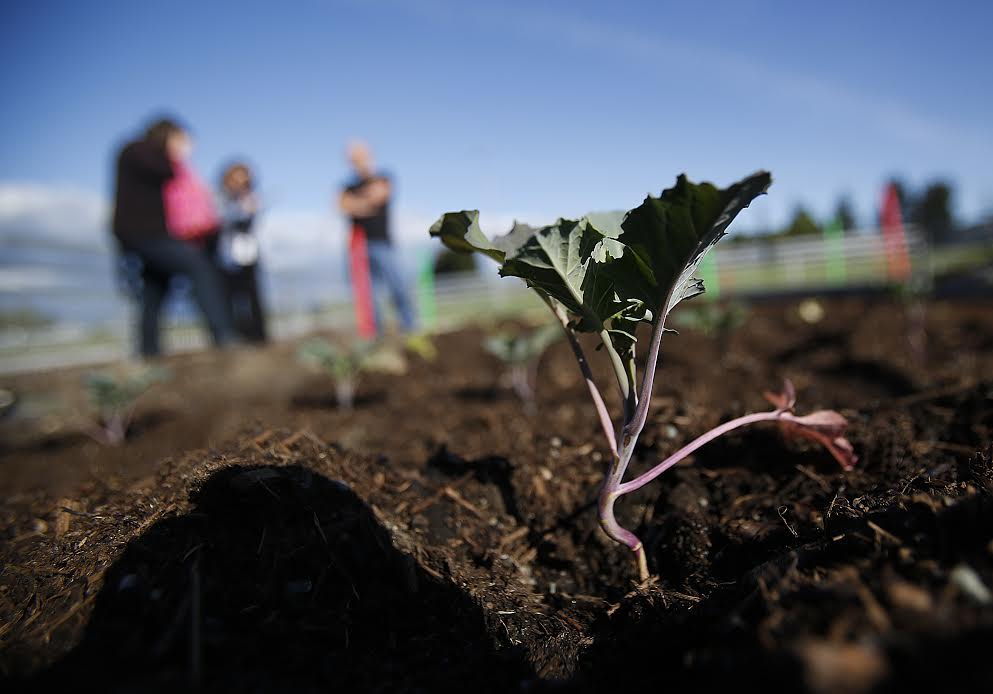 Dan and Rachael Bauer visit their garden spot at the Jackson Community Gardens in Jackson Park on Monday, while their kids, Wolfgang, 10, Annika, 8, and Viggo, 5 play nearby. It is early in the season, but some plants appear to be doing well already.