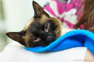Bella, the 100,000th cat to be altered at the Feral Cat Spay/Neuter Project in Lynnwood.
