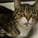 Cinco says he would like to be the only cat in the home. He wants to stay in the casa with his familia. (Jon Annis / Everett Animal Shelter)