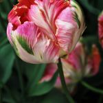 &ldquo;Green Wave Parrot Tulip&rdquo; by photographer Tammy Pool is displayed at the Arts of Snohomish Gallery.