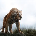 The tiger Shere Khan is the villain in &ldquo;The Jungle Book.&rdquo;
