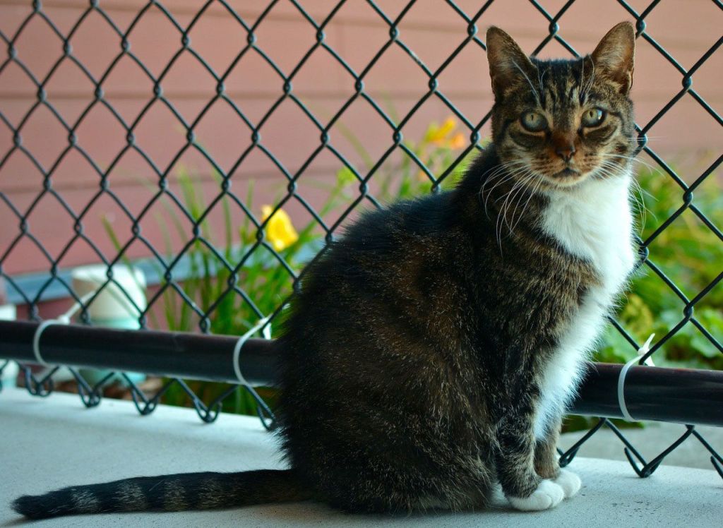 Those eyes! Katie is as beautiful as she is sweet. She is calm and affectionate, and loves playing with her toys and sitting in windowsills or out on a shelter catio, soaking up the sunshine. (Jon Annis / Everett Animal Shelter)