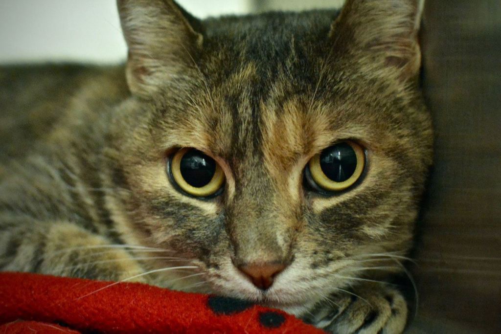 Katie is a gentle presence looking for a quiet home, with no other pets or small children, where she can be the center of attention. When she is comfortable, she loves to sit in your lap or beside you and be petted. She can also be playful and loves string toys. She likes to be in the room with you, and will even greet you at the door. (Jon Annis / Everett Animal Shelter)