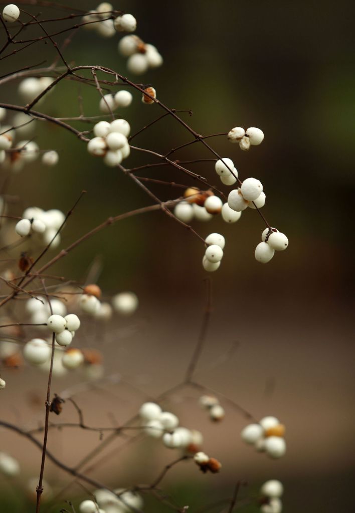 Herald file photo Snowberry.