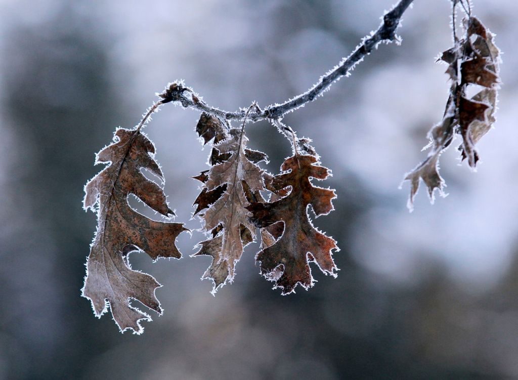 The brown oak tree leaves are outlined by frost in the morning cold in Yosemite Naitonal Park, California.