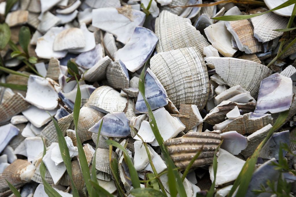 Crushed shells litter the edge of the Tommy Thompson Trail in Anacortes on Feb. 18. Seagulls often drop clams plucked out of Fidalgo Bay onto the hard surface of the trail to break them open for a meal.