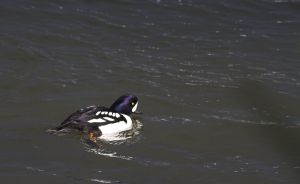 Many ducks, like this goldeneye, spend the winter in the waters of the Pacific Northwest.