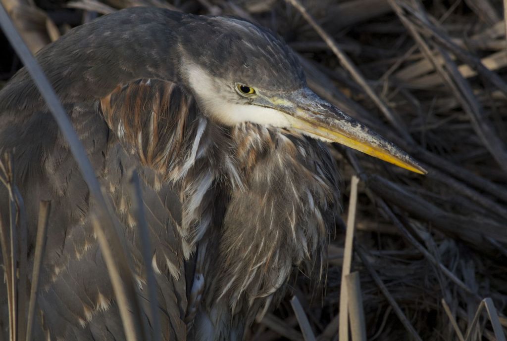 A heron hunts for food in a farm field south of Stanwood.