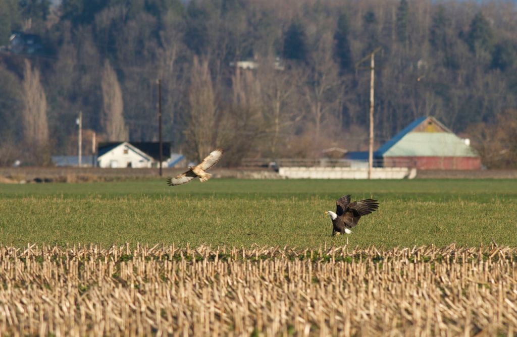 Mike Benbow / For The Herald A hawk fights with a bald eagle over food the eagle found in a farm field.
