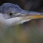 Mike Benbow / For The Herald A heron looks for food in a drainage ditch in a farm field.