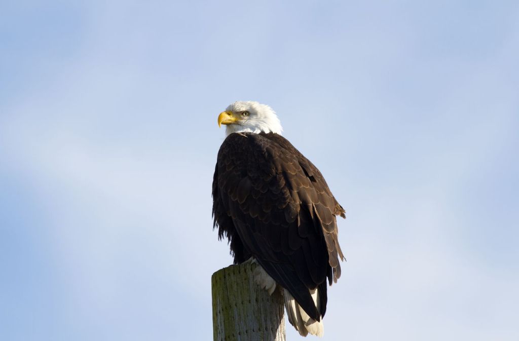 Mike Benbow / For The Herald An eagle perches atop a power pole along Boe Road south of Stanwood.