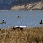 Mike Benbow / For The Herald A pair of bald eagles watch feeding swans in the Stillaguamish River delta property purchased by the Nature Conservancy. The agency will offer tours next weekend during the birding festival.