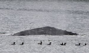 Northern Puget Sound Gray Whale No. 56 shows its back as it dives off of Whidbey Island.
