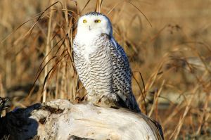 Getting down at eye level with your subjects is often the best perspective.