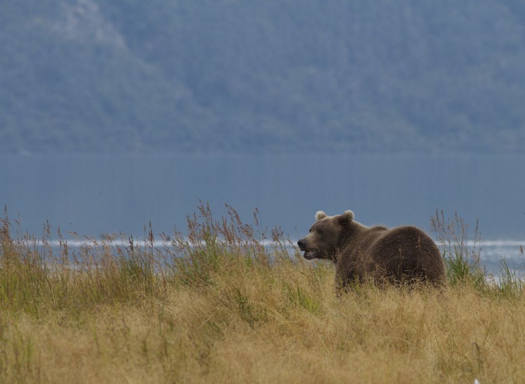 Look for soft, even light for your photos.