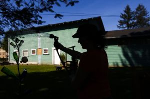 Debbie Hinzman waters plants outside her store, Chachkies, on Highway 203 in Carnation. Chachkies offers garden art and used goods.