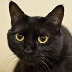 Lakshmi is sweet, loves to cuddle, plays with her toys and enjoys the company of other cats with a proper introduction. She will need to remain on a special diet. (Jon Annis / Everett Animal Shelter)