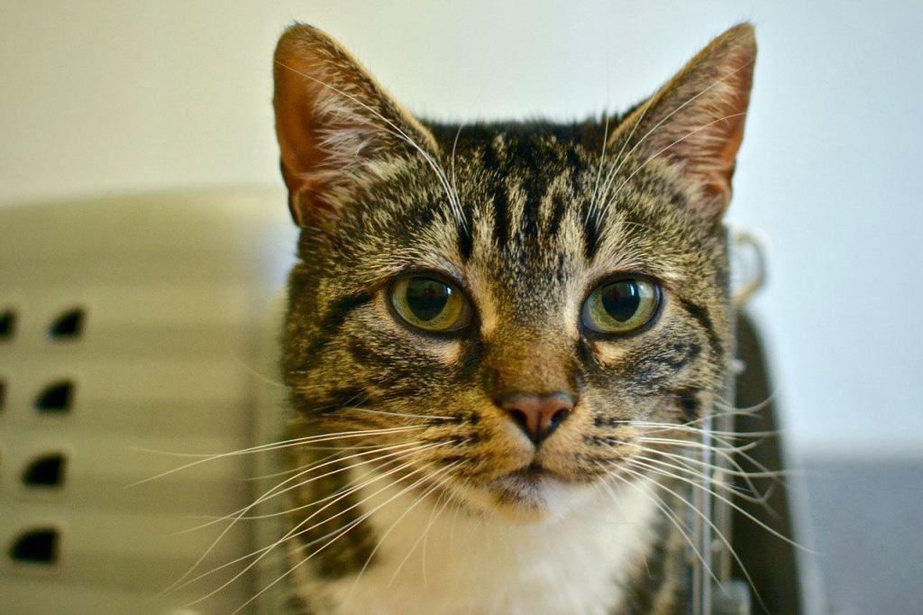 Madrona is a nice gal, young, and a stray. Not much is known about her, but she will come out of her carrier to say hello and get some attention. (Jon Annis / Everett Animal Shelter)
