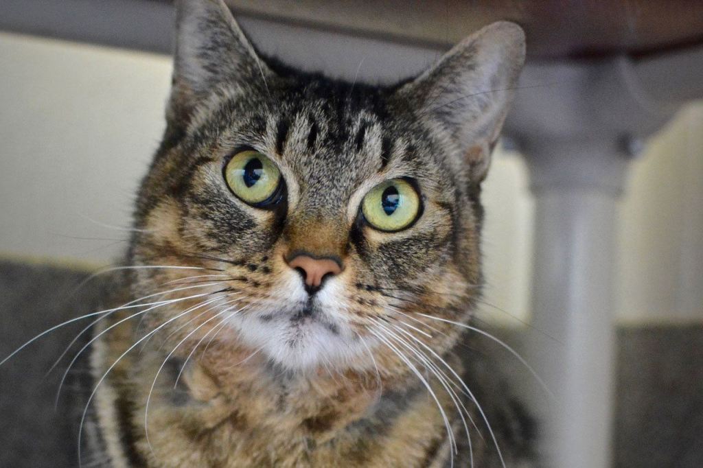 Mercedes can be shy, but she does warm up over time. Her previous owner said she even got along with the family dog. She&rsquo;s independent and will play alone with her toys, but she has also been okay with human interaction and occasional petting. She was treated for fleas, and her coat is coming back in. (Jon Annis / Everett Animal Shelter)