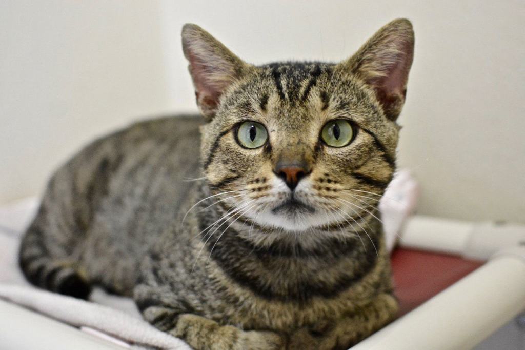 Mister is a young, independent, laid-back sort of cat, just two years old, who tested positive for FIV. FIV is unique to cats, often contracted during fights with outdoor feral cats, and it affects the immune system. He can still live a long, happy life in the right home, away from non-FIV cats. He also came in with an injured leg that seems to be healing well. (Jon Annis / Everett Animal Shelter)