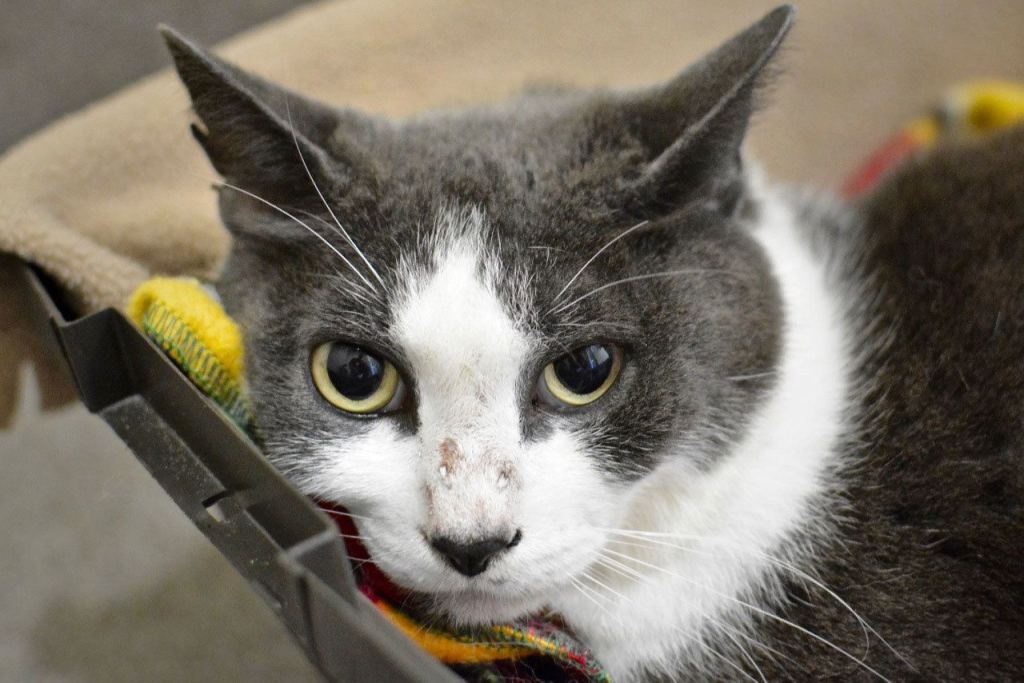 Mistow is a friendly fellow, patiently waiting for a new home. He tested positive for FIV, which is unique to cats and affects the immune system. He can still live a long, happy life in the right home, away from non-FIV cats. (Jon Annis / Everett Animal Shelter)