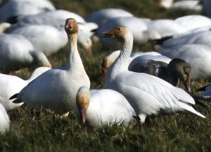 Snow geese fill a large field adjacent to the Port Susan Wildlife Preserve near Stanwood on Monday. The white heads of the snow geese are stained brownish orange from iron oxide in the muddy soil. The geese grub in the soil for roots, as well as eat certain grasses and grains from earlier crops.