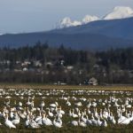 Stanwood, Camano host NW Glass Quest, Snow Goose Festival