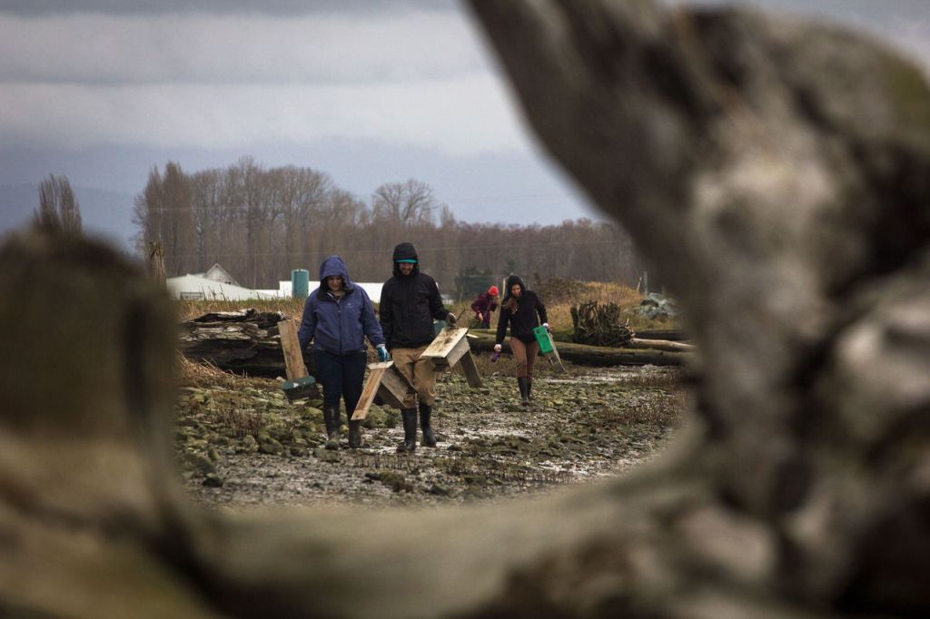 Volunteers Ariel Davidson (left) and Sean O&rsquo;Connor trek through mud and rocks Saturday with Lauren Miheli, one of the project coordinators, to set up bird boxes at Port Susan Bay near Stanwood.