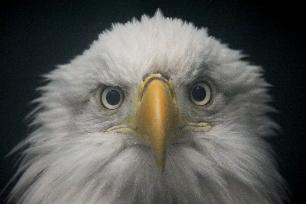 A bald eagle is seen at Sarvey Wildlife Care Center in Arlington on Wednesday. Originally brought in on Nov. 14, 2015, after being struck by a car on Camano Island, the eagle is currently healing a broken leg at the treatment center.