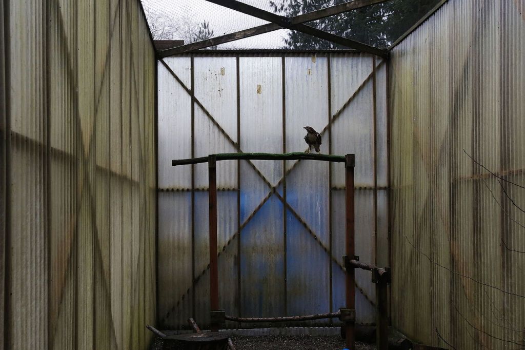 A redtail hawk is seen in an outdoor treatment area at Sarvey Wildlife Care Center in Arlington on Wednesday.