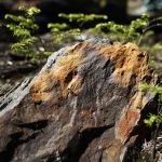 Rocks with tinges of orange coloring, seen here in June 2015, signal a presence of ore along a trail near the abandoned mining town of Monte Cristo in the Cascade Mountains.