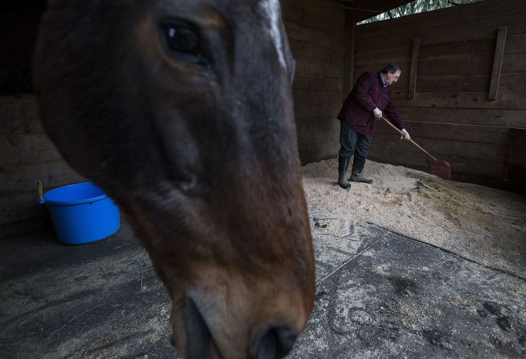 Before heading to work, Snohomish County Executive Dave Somers cleans out Delaney&rsquo;s stall on his property near Monroe on March 16. Somers and his wife Elaine have two horses, both of whom are rescued race horses.