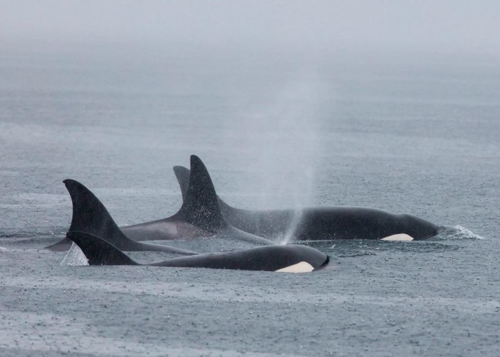Whale watchers see orca, humpback skirmish off Vancouver Island