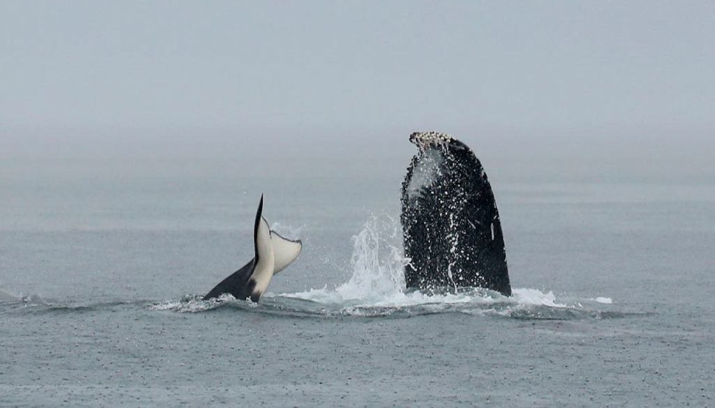Whale watchers see orca, humpback skirmish off Vancouver Island