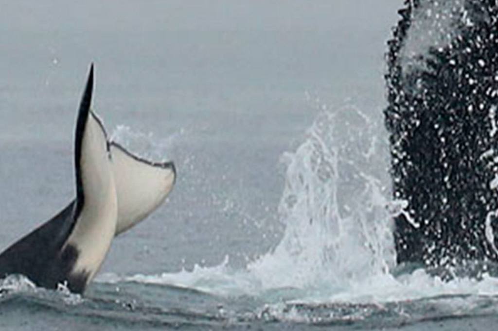 Whale watchers see orca, humpback skirmish off Vancouver Island