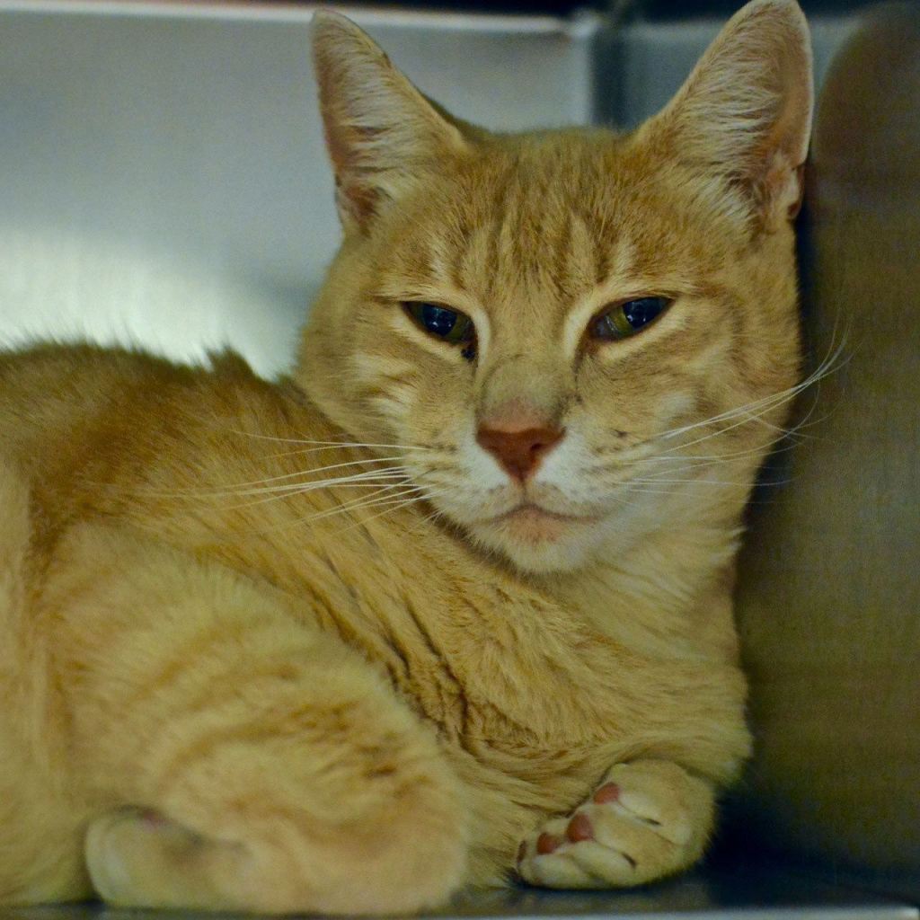 Ravioli is looking for a new business partner. You get his fun personality and good looks, and he gets free kibble and a place to nap. Bonus: He&rsquo;s also great with kids! Does he have a deal? (Jon Annis / Everett Animal Shelter)