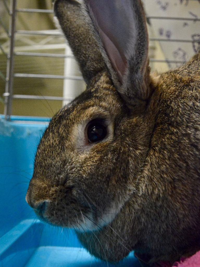Roo looks like a slightly smaller version of another shelter rabbit, Kanga, and seems to have the same easy-going temperament. (Jon Annis / Everett Animal Shelter)